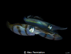 Squad of squids by Alex Permiakov 
